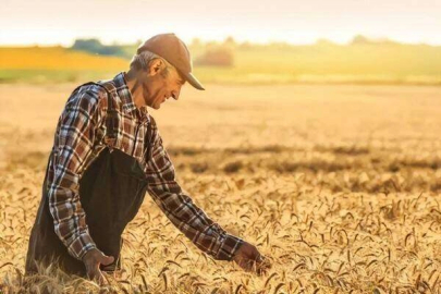 709 milyon TL'lik tarımsal destek hesaplarda