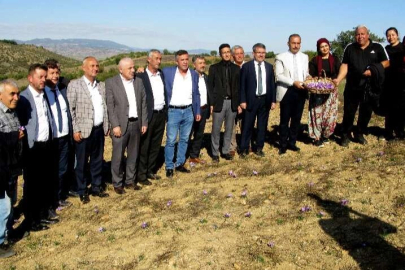 Bursa Yenişehir'de 'safran'da hasat vakti