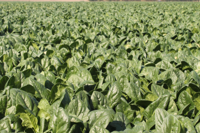 Türkiye’nin ıspanak ihtiyacının dörtte birini Bursa karşılıyor