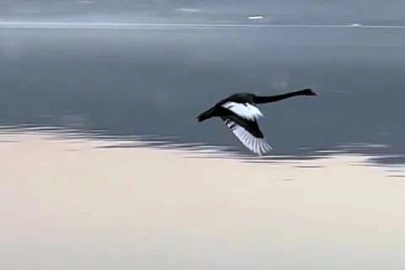 Türkiye'de üçüncü kez görüldü