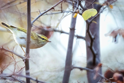 Türkiye'de 8, Bursa'da ilk kez görüldü