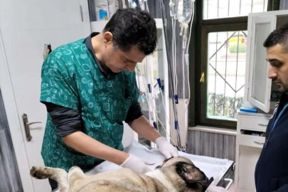 Hayvansever uyardı, Büyükşehir kurtardı