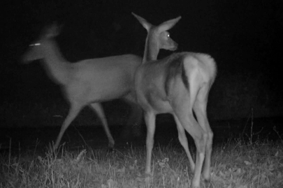 Bursa'da kızıl geyiklerin yaban hayatı fotokapana yansıdı