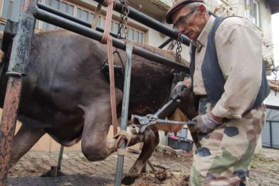 Onun ayak bakımı yaptığı inekler daha çok süt veriyor