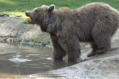 Kış geldi, ayıların uykusu yine gelmedi
