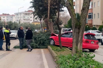 Alkollü sürücü ağacı devirerek durabildi