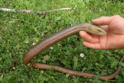 Zararsız olduğunu ispatlamak için eliyle dadikalarca sevdi