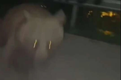 Bursa'da Evli Çift Ayı Saldırısına Uğradı