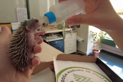 Çimleri keserken dikkat!