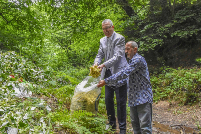 Türkiye’nin en büyük ıhlamur ormanlarında hasat için gün sayılıyor