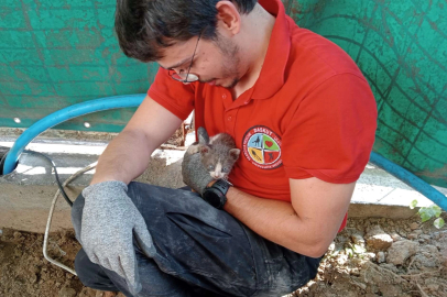 Yağmur borusuna sıkışan kedi operasyonu