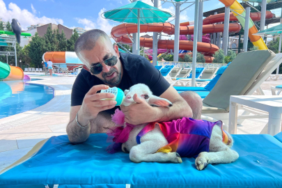 Fenomen ciğerci kuzusuyla tatil yaptı.