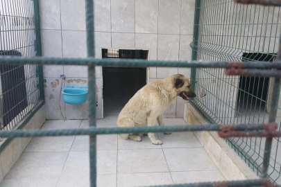 Belçikadan gelen çocuğa Bursada köpek saldırdı