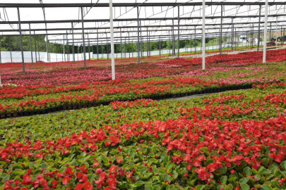 Bursa'da çiftçi süs bitkisi yetiştiriyor