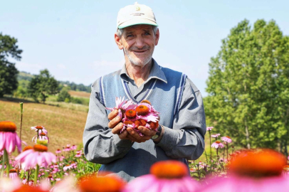 İnegöl ekinezya hasatı için gün sayıyor