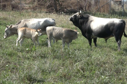 'Boz sığır' ırkı koruma altına alındı