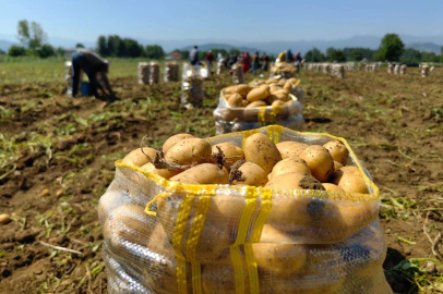 Sarı altın hasadı başladı; tarlada 13 liradan satılıyor