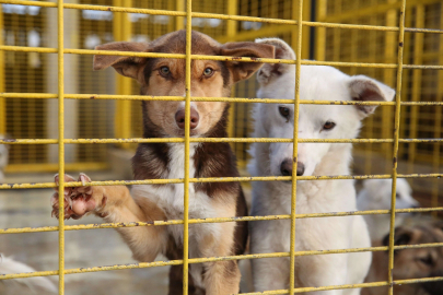 Nilüfer'deki sahipsiz sokak hayvanları tek tek kısırlaştırılıyor