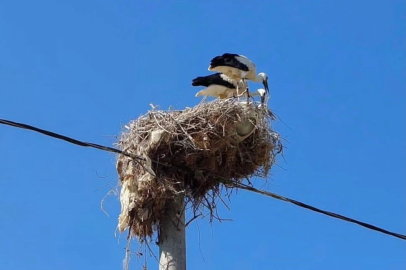 Nilüfer’de “Leylek Dostu Fadıllı” projesi için toplanıldı