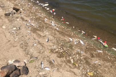 Boğazköy baraj gölünde ölen balıklar karaya vurdu