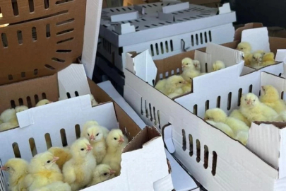 Bursa'da kayıt dışı kanatlı hayvanlara el kondu!