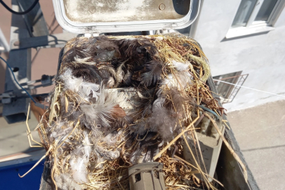 Sokak lambasına yuva yapan kuşu ekipler fark etti