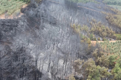 Mudanya yangınının bilançosu günün ilk ışıklarıyla belli oldu