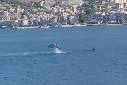 Gemlik Körfezi’nde yunusların resitali izleyenleri büyüledi
