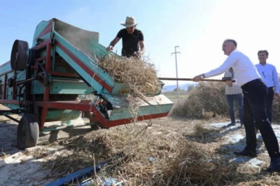 Cerrah Kuru Fasulyesi'nde hasat zamanı geldi