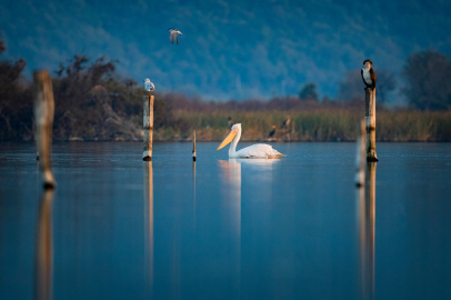Uluabat Gölü'nde Tepeli pelikanlardan görsel şölen