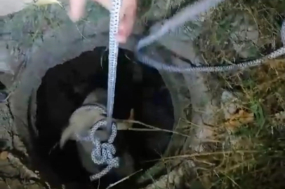 Foseptik çukuruna düşen koyunu itfaiye ekipleri kurtardı