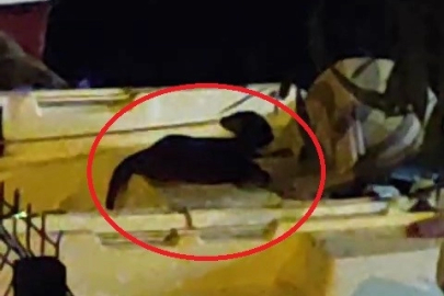 Nesli tükenme tehlikesinde olan su samuru Bursa’da görüldü