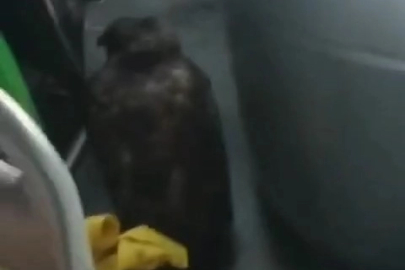 Dolmuşta yırtıcı kuşla yolculuk yaptılar