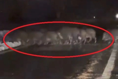 Keles'de yiyecek bulamayan domuz sürüsü yola indi