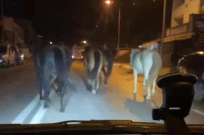 Bursa’da başıboş atlar trafiği zora soktu