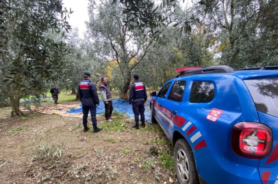 Zeytin hırsızlarına karşı jandarmadan önlem!