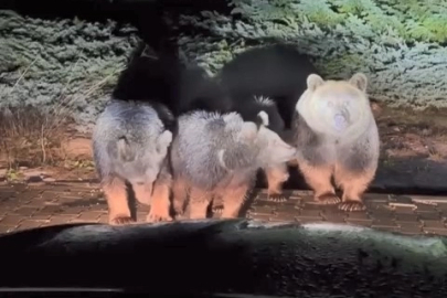 Uludağ’ın “Uyuyamayan” ayı ailesi tekrar görüntülendi