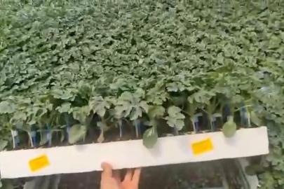 Dolandırıcının hesap oyunu pes dedirtti