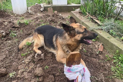 Evladı gibi baktığı köpeği 52 gündür mezarından ayrılmıyor