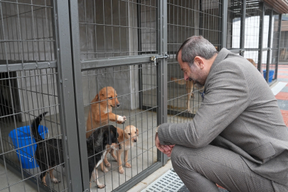 Gürsu Belediyesi 3 ayda 860 sokak hayvanına şifa dağıttı