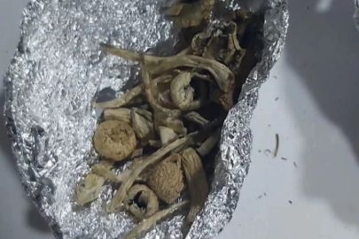 Mudanya'da 'Sihirli Mantar'a 1 gözaltı!