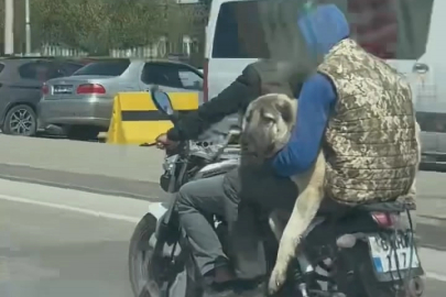 Hem kendi canlarını hem köpeği tehlikeye attılar