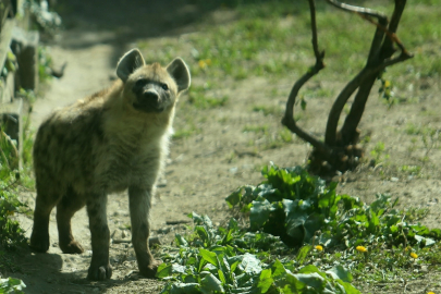 Bursa Hayvanat Bahçesi'ne 2 yeni misafir