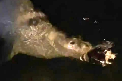 Mudanya'da denizde fok balığı görüldü