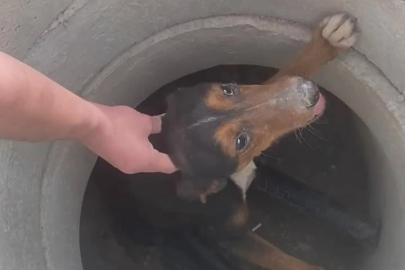 Rögara düşen köpeği kurtardı