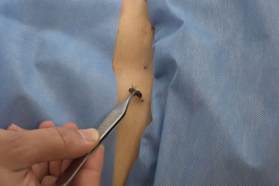 5 bin yıllık tedavi yöntemi: Bu arılar şifa dağıtıyor