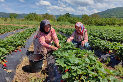 Çilek köyünde hasat başladı