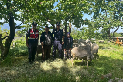 Kaybolan 16 küçükbaş hayvanı jandarma ekipleri buldu