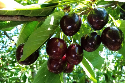 Bin 350 rakımda kiraz hasadı