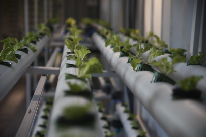 Tarım ve ekoloji bilimini birleştiren Yeşil Kapsül projesi hayata geçirildi